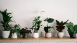 annie spratt S7viz8JWxwY unsplash 160x90 - 観葉植物とは？分類・育て方選び方＆管理の基礎知識＋コツを解説