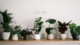 annie spratt S7viz8JWxwY unsplash 320x180 - 観葉植物とは？分類・育て方選び方＆管理の基礎知識＋コツを解説