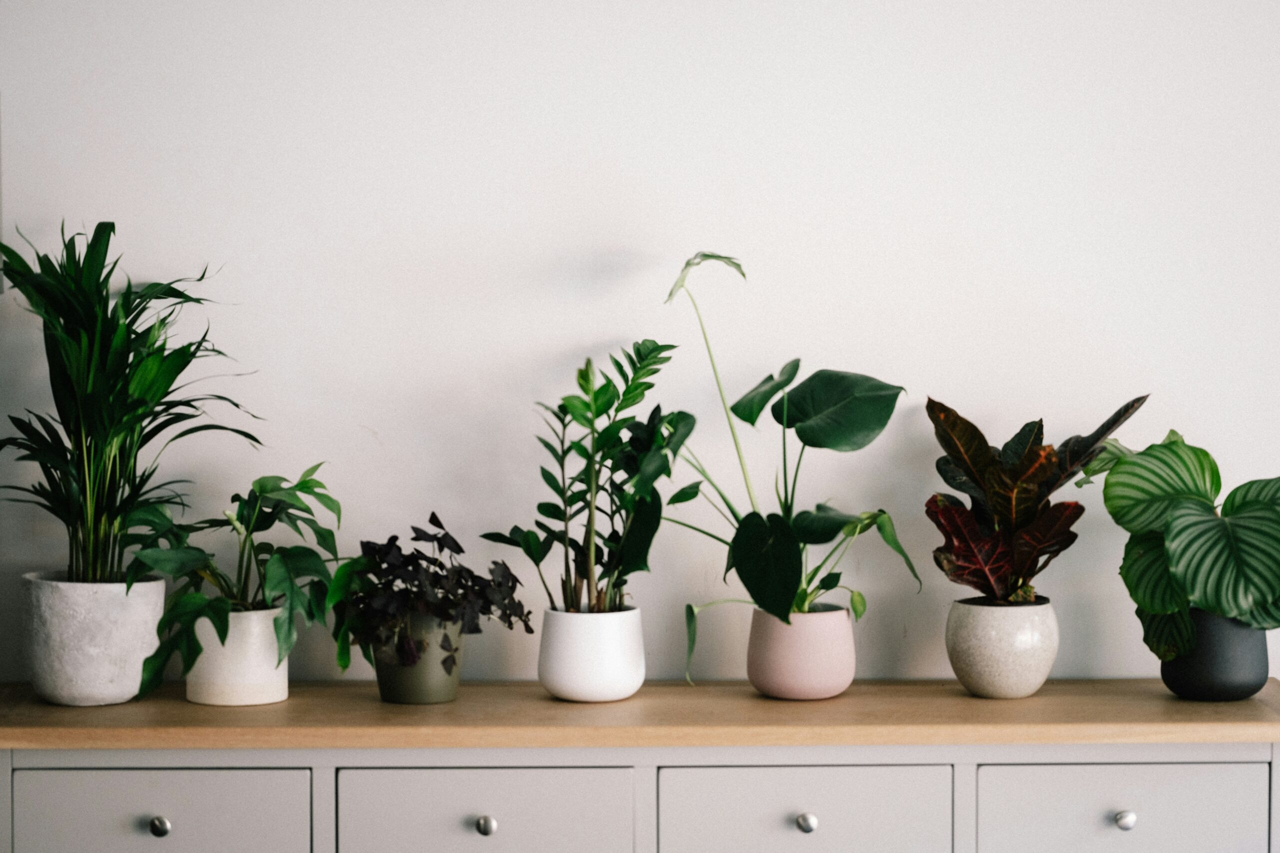 annie spratt S7viz8JWxwY unsplash scaled - 観葉植物とは？分類・育て方選び方＆管理の基礎知識＋コツを解説