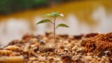 syahrin seth WhWYV0nQJGc unsplash 160x90 - 植栽計画とは？樹木CAD活用・選定・配置・事例付き完全ガイド
