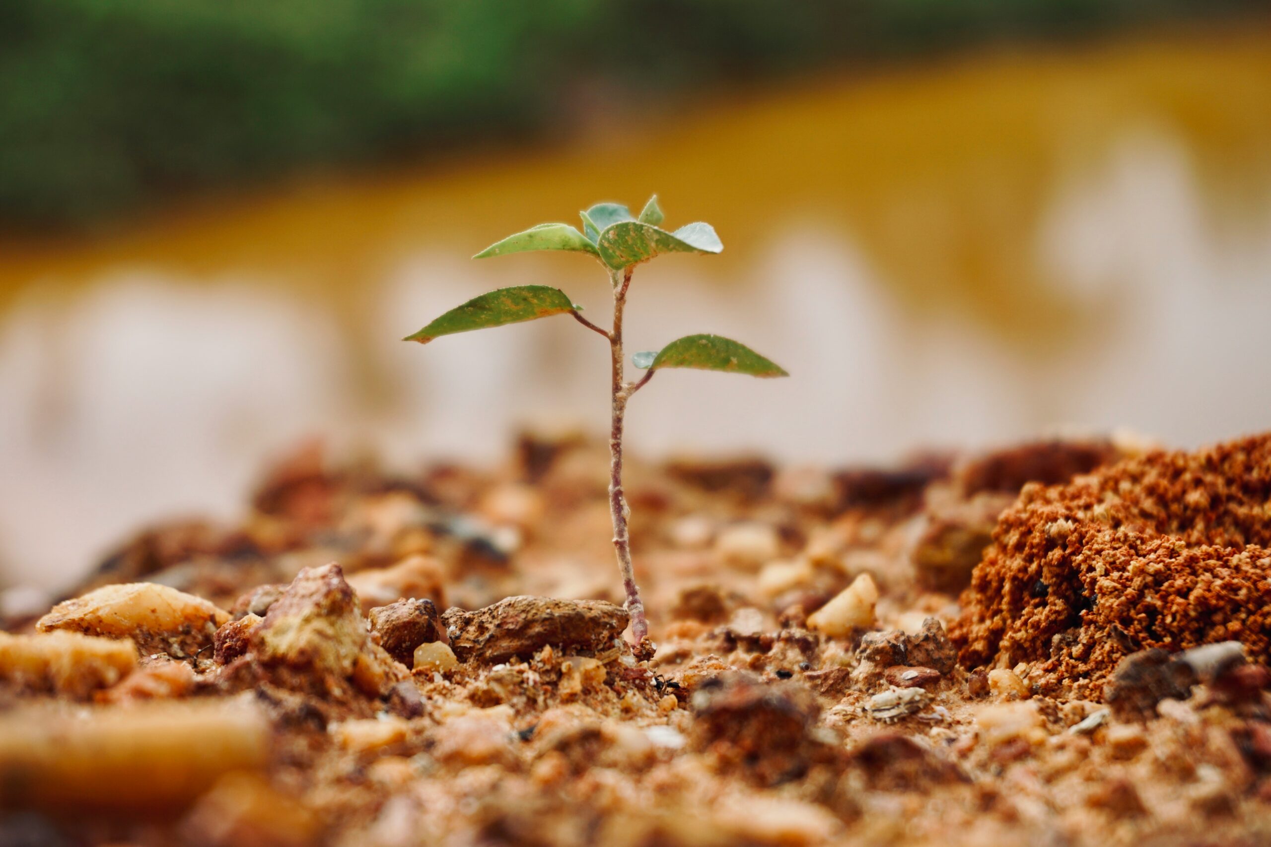 syahrin seth WhWYV0nQJGc unsplash scaled - 植栽計画とは？樹木CAD活用・選定・配置・事例付き完全ガイド